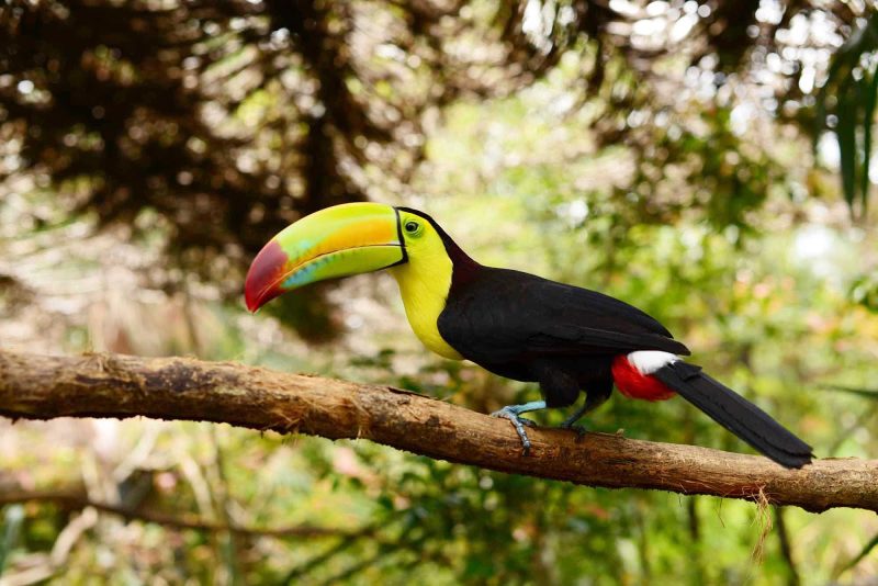 A keel-billed toucan in Belize.