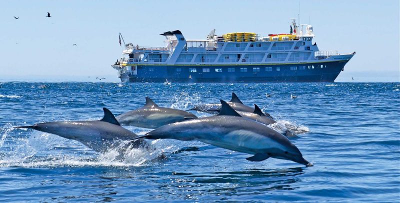 Dolphins go airborne in front of the National Geographic Sea Bird during a Lindblad-National Geographic expedition to Baja's Sea of Cortez.