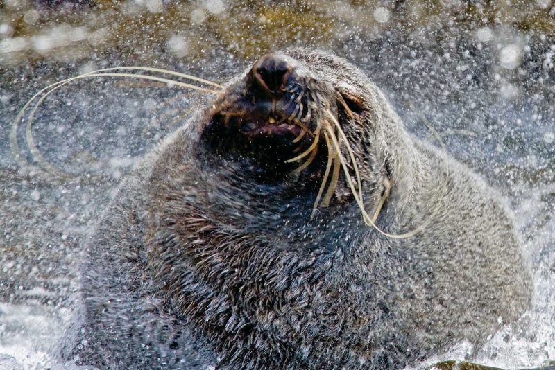 An Antarctic fur seal shakes off the snow in Salisibury Plain, Bay of Isles, South Georgia.