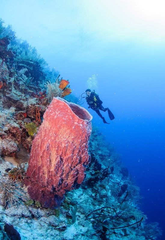 A giant barrel sponge in Turneffe Atoll in Belize.