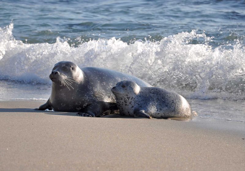 Mother and baby seal on La Jolla Coves Beach near San Diego.