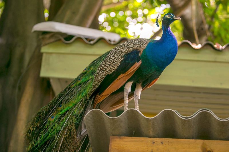 A peacock at the cruise terminal in Old Cartagena, Colombia.
