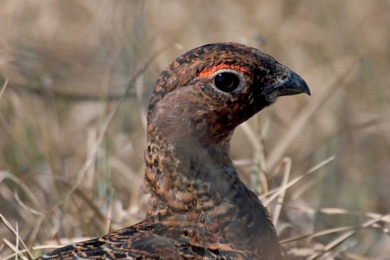 A native bird that resembles a pheasant in Cape St. Mary's Ecological Reserve, Newfoundland.