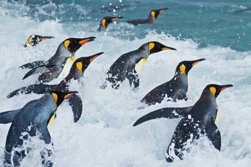 King penguins wade into the surf in the Salisbury Plain seas during a Lindblad Expeditions tour.