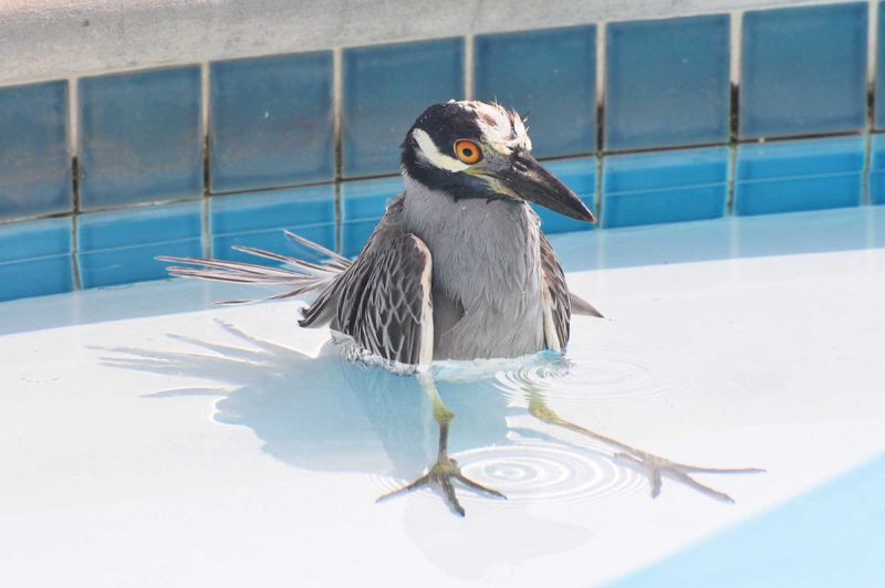 A heron takes a dip in the pool at Surf Side, Warwick, Bermuda.