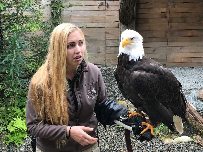 A tour guide with an eagle on the mend at the Alaska Raptor Center in Sitka, Alaska.
