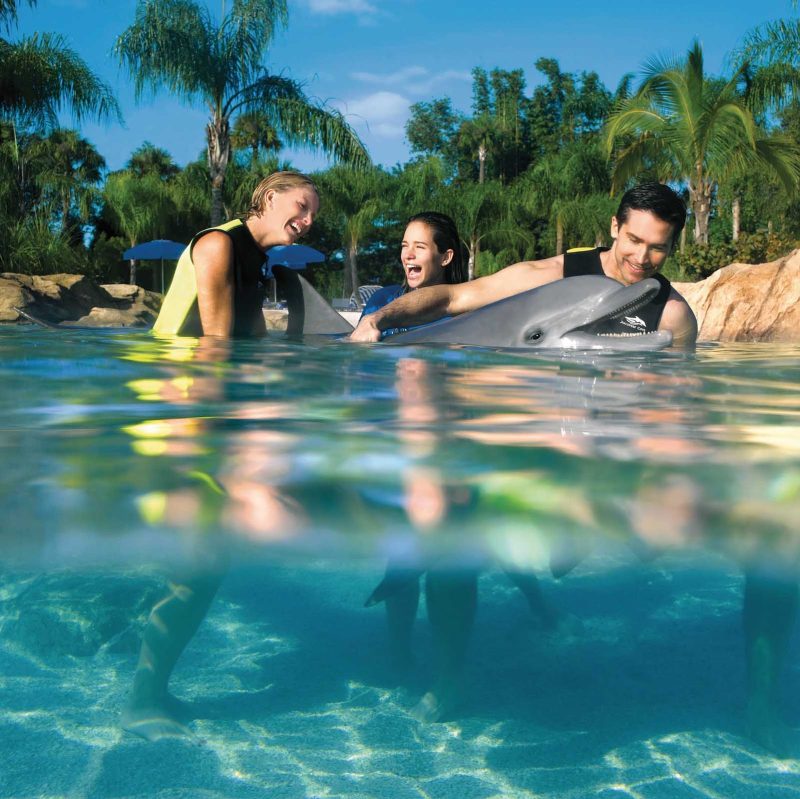 Dolphin time in Discovery Cove, Orlando, Florida.