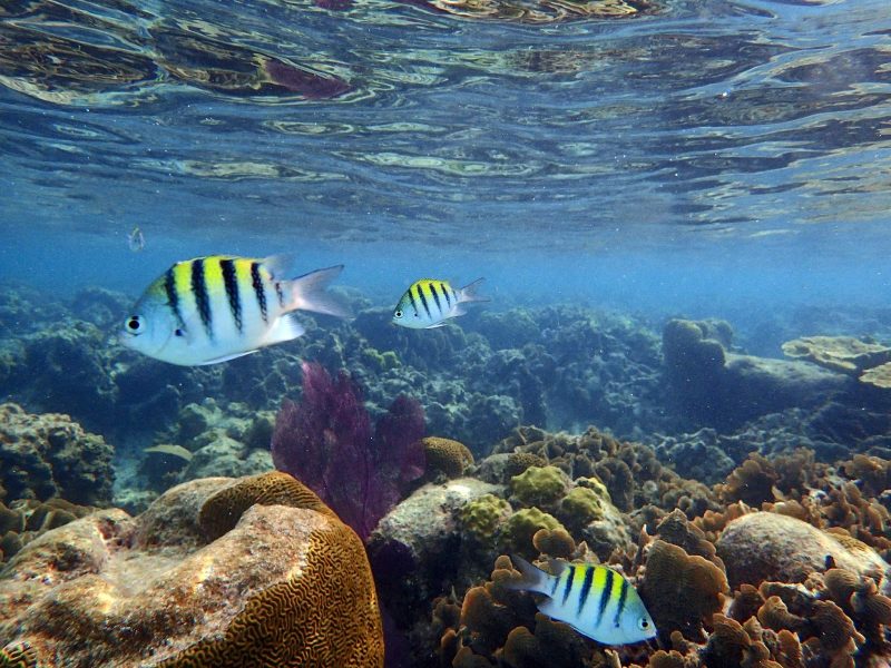 A yellow tropical fish in the reef near West End Beach in Roatan, Honduras. 
