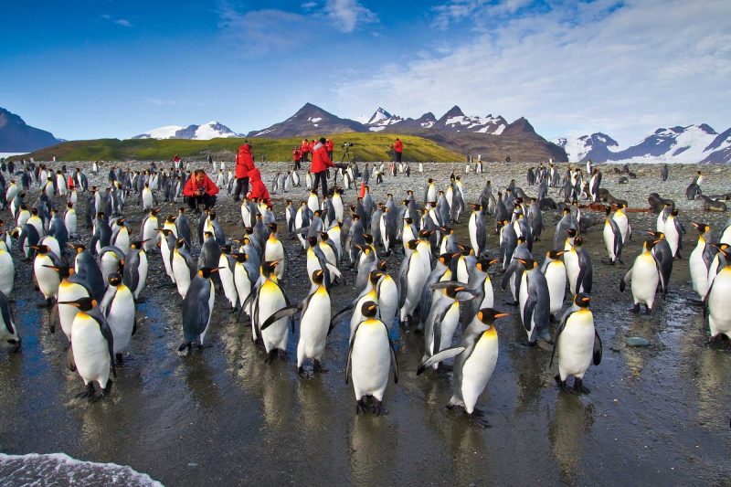 Travelers mingle with a large group of king penguins as they breed and nest on the beach in South Georgia.