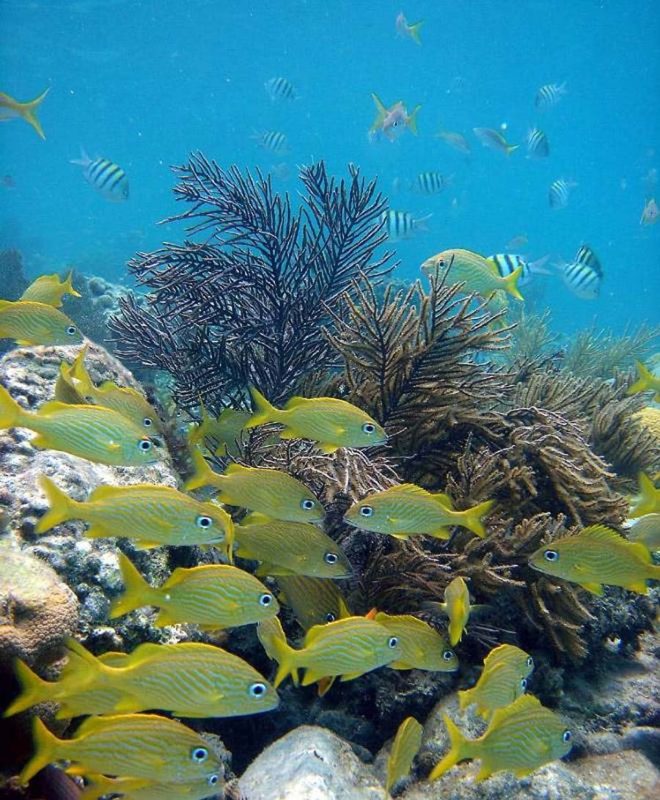 French grunts (we identify!) on a coral reef in the US Virgin Islands.