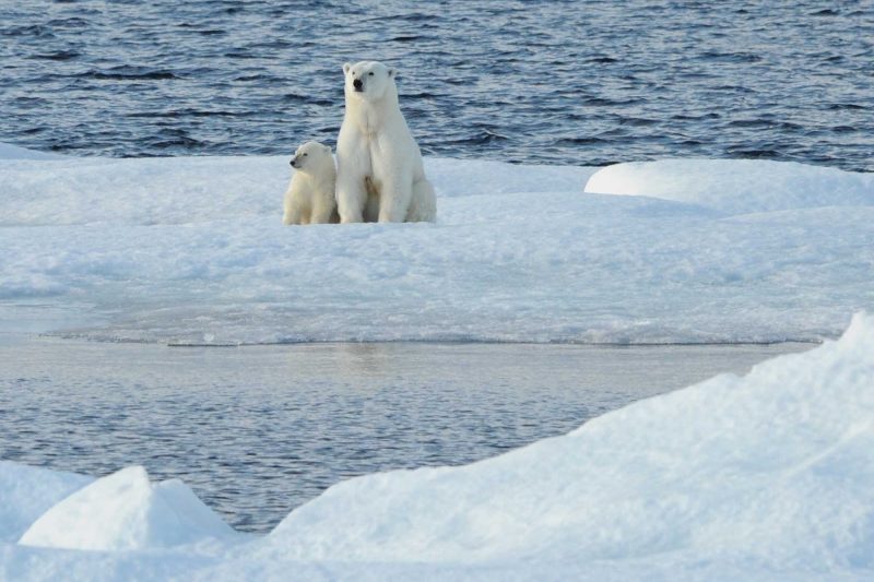 Explore the Arctic and see polar bears from your Ponant luxury expedition ship.