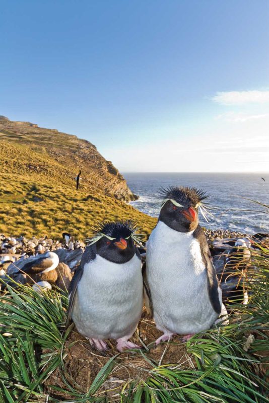 Visitors encounter Southern rockhopper penguins at the breeding and molting colony on West Point Island in the Falkland Islands.