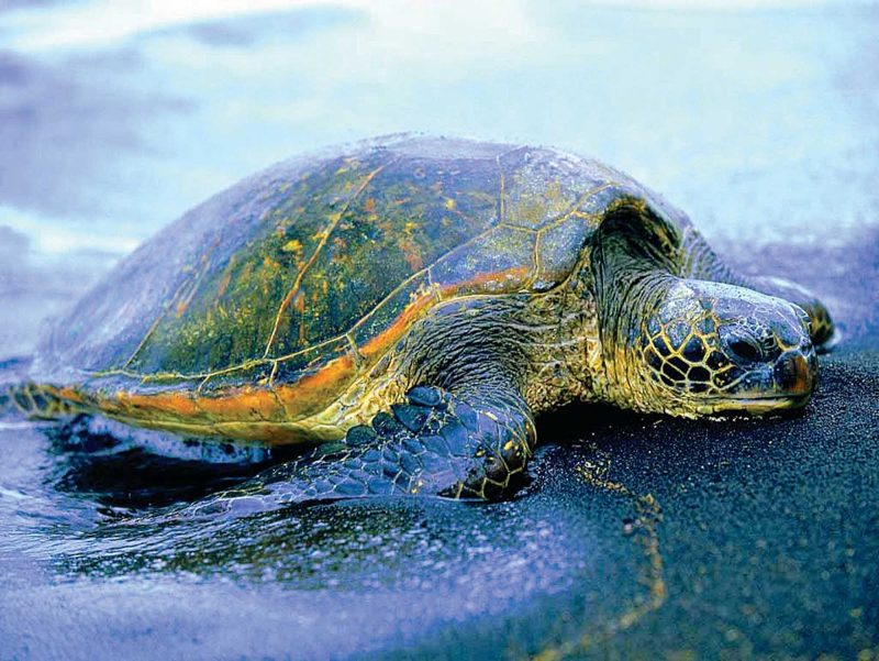 A turtle on the beach on Montserrat.