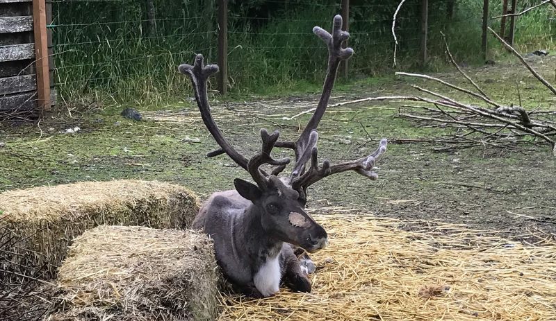 A reindeer at the Alaska Rainforest Sanctuary in Ketchikan, Alaska.