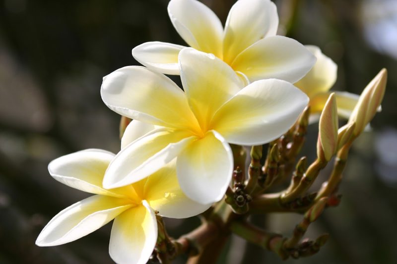 The plumeria, with subtle yellow gradations, is one of the most beloved flowers in Hawaii.