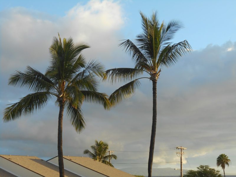 Swaying Palms outside our Kihei condo