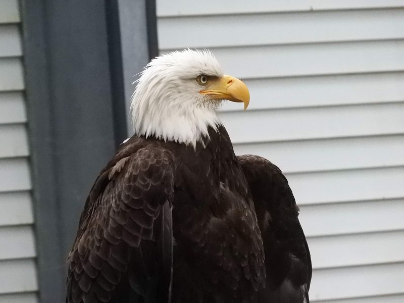 An eagle recovering at the Alaska Raptor Center in Sitka, Alaska.