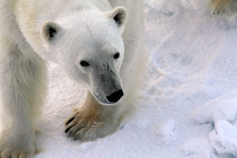 A closeup of a curious polar bear during a G Adventures voyage to the Arctic aboard the cruise ship Expedition.
