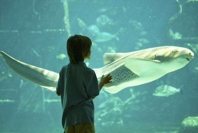 Visit the omnipresent Atlantis resort and its aquarium during your port visit in Nassau.