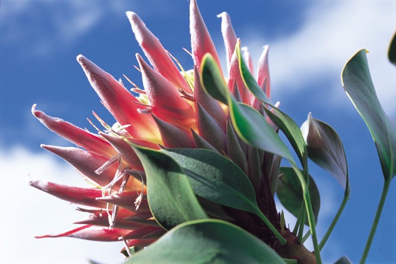 Scarlet bottlebrush, one of the lush tropical flowers you'll encounter on a visit to Hawaii.