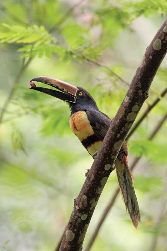 A collared aracari, part of the toucan family, sits on a branch at  Arenal Volcano National Park in Costa Rica.
