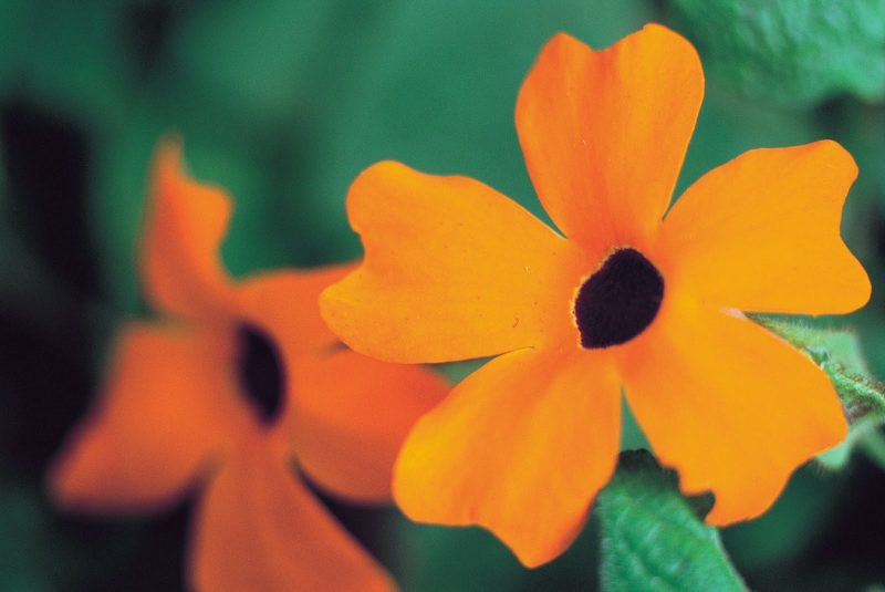 Black-Eyed Susan Vines, imported from Europe, are commonplace throughout Hawaii.