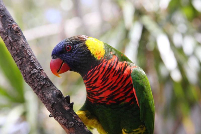 A brilliantly colored parrot at Coral World Ocean Park in St. Thomas, the US Virgin Islands.