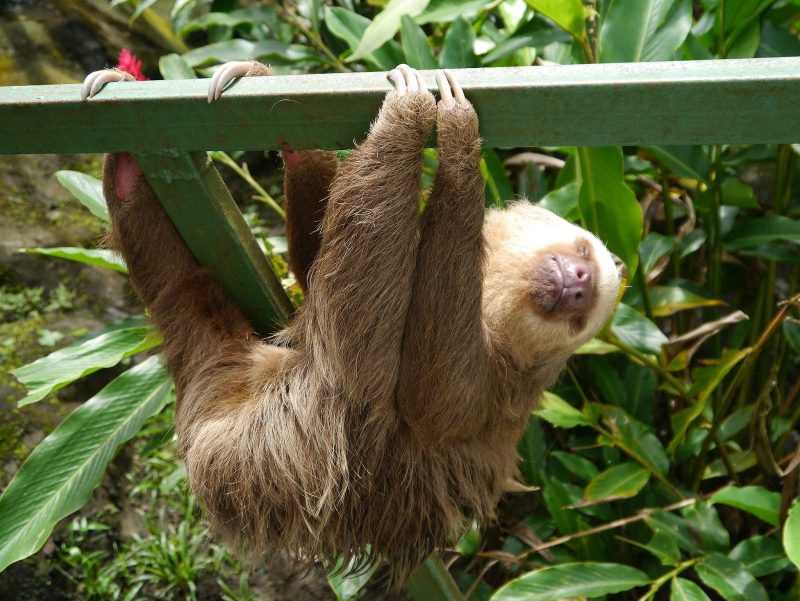 A sloth in repose in Puerto Limon, Costa Rica.