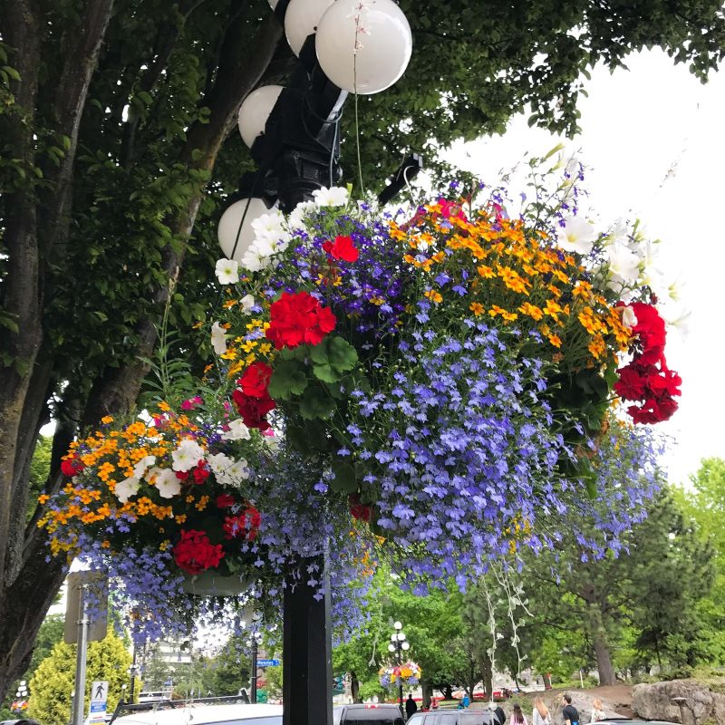 Hanging flowers line the streets along the waterway in Victoria, British Columbia.