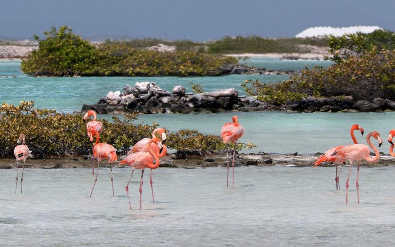 You're more than likely to see flocks of flamingos on your visit to Bonaire.