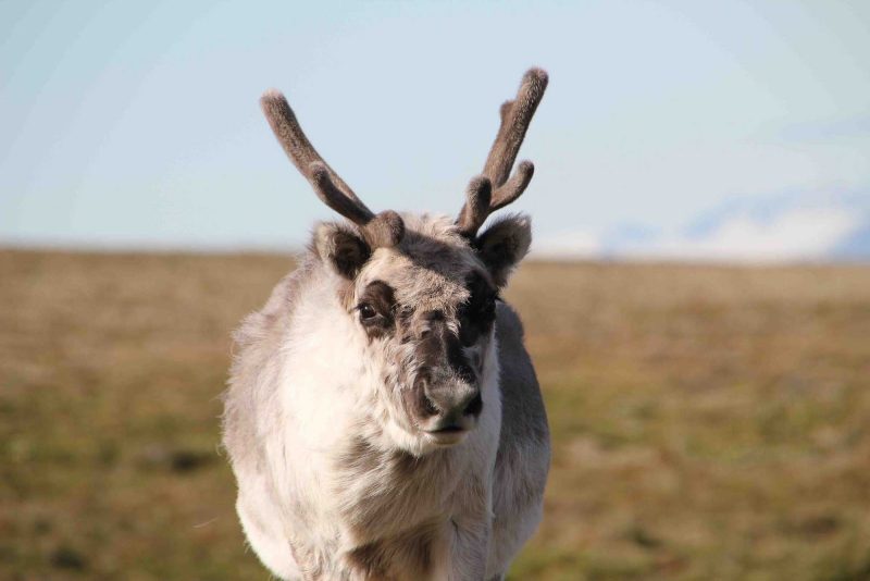 A closeup of a reindeer in Spitsbergen, northern Norway, during a G Adventures expedition.