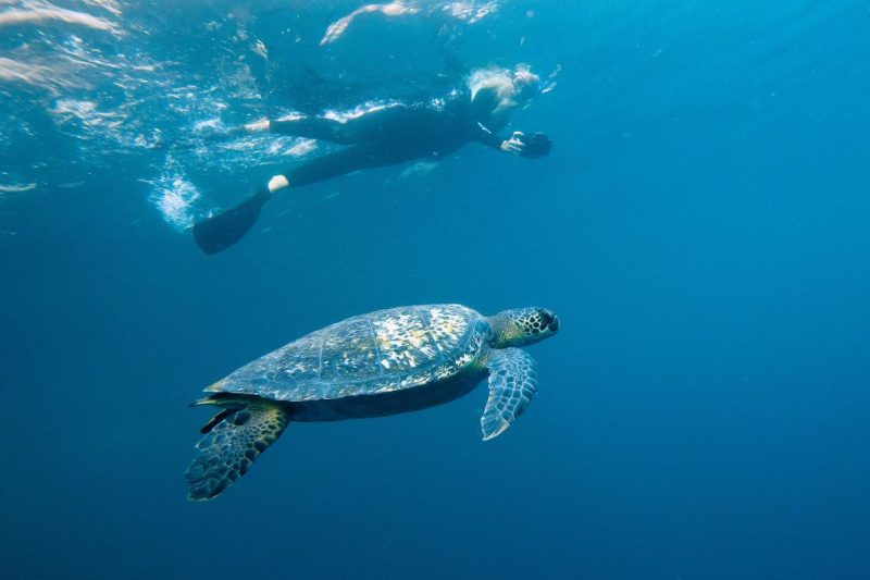 A photographer gets a clear view of a sea turtle in the Galapagos.