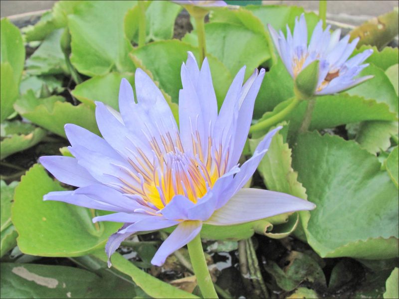 A lotus flower in Phnom Penh, Cambodia.