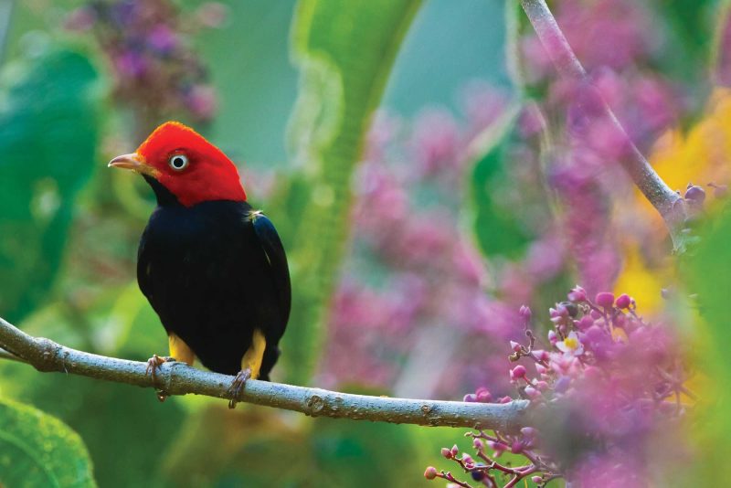 Hi little feller! See a red-capped manakin in Corcovado National Park, Costa Rica.