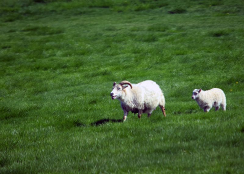 Big horn sheep in a pasture in Iceland.