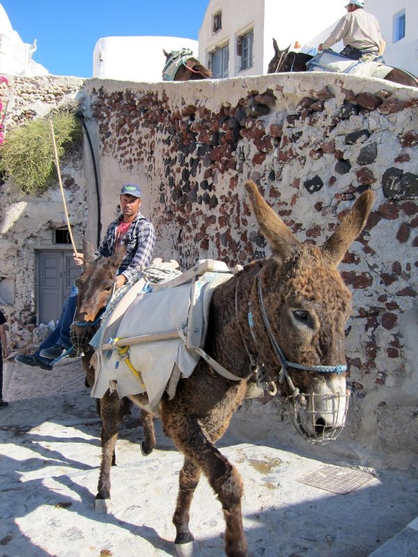As has been the custom for decades, donkeys make their way up the steep steps of Oia, Santorini.