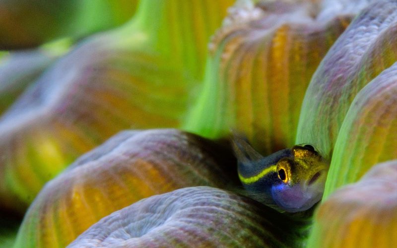 A small tropical fish in a coral reef in Bonaire.