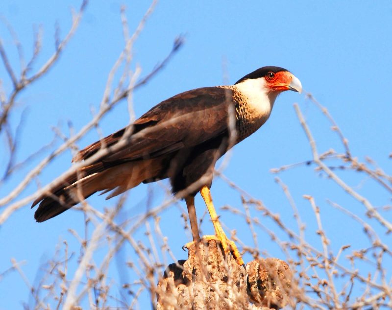 A bird near Mazatlan, Mexico.