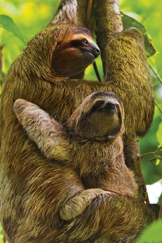 Spot a Mother and baby three-toed sloth while hiking through the Manuel Antonio National Park, Costa Rica, on a Lindblad Expedition.
