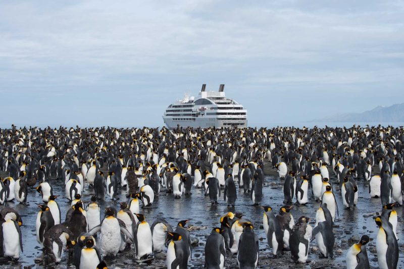 Gold Harbour on South Georgia Island in the South Pacific is the home of a large king penguin colony.