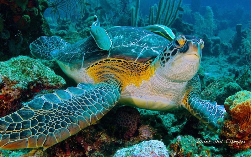 Close-up of a sea turtle swimming in the tropical waters of Bonaire.