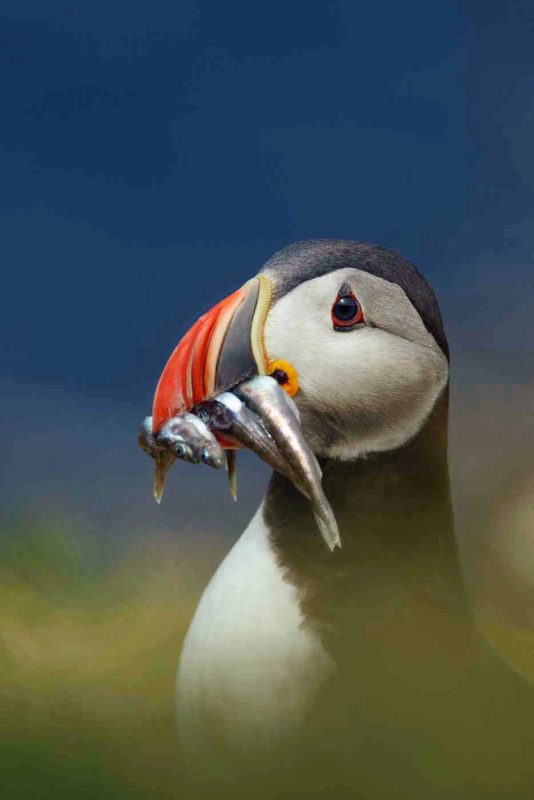 A puffin grabs an Icelandic snack.