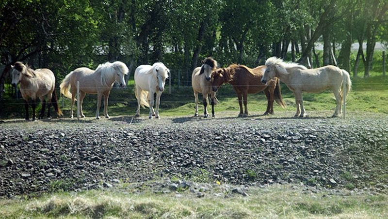 A shot of the famed Icelandic horses!