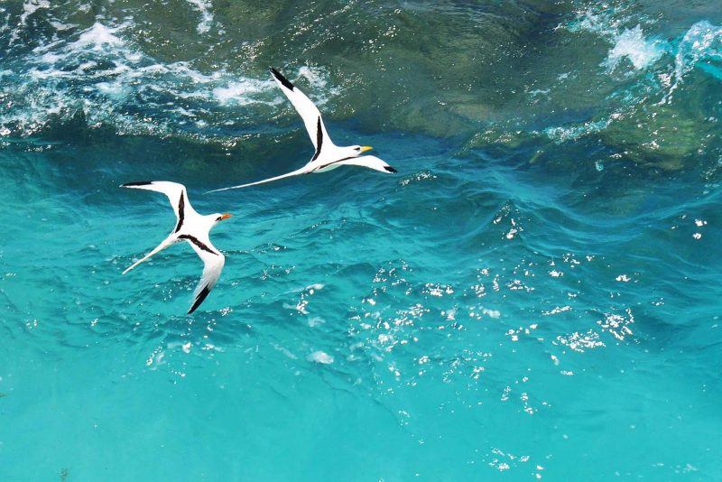 Bermuda longtails glide over the sea.