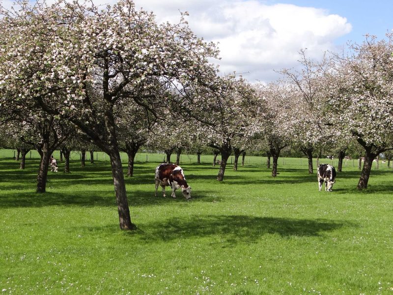 Some happy cows in Pays d'Auge, part of Normandy, France.