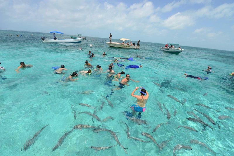 Snorkeling in Shark Alley, San Pedro, Belize.