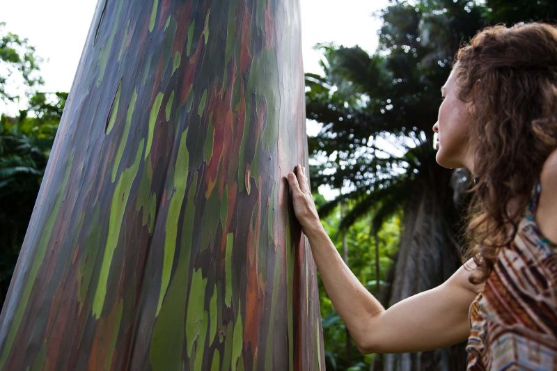 A woman with a painted eucalptus tree on Hawaii.