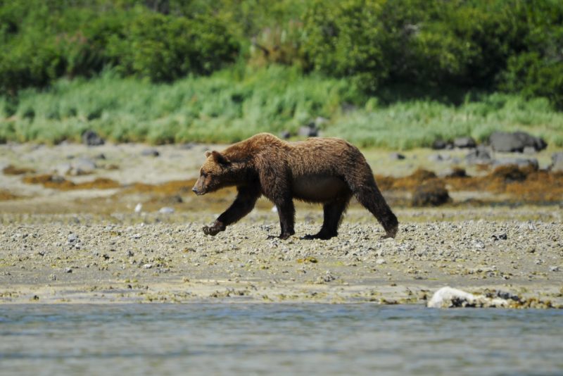 Visit Katmai National Park and Preserve in Alaska, known for its brown bears, on a Ponant cruise.