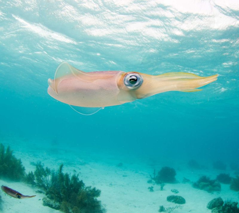 A giant squid swims in the waters of Bonaire.