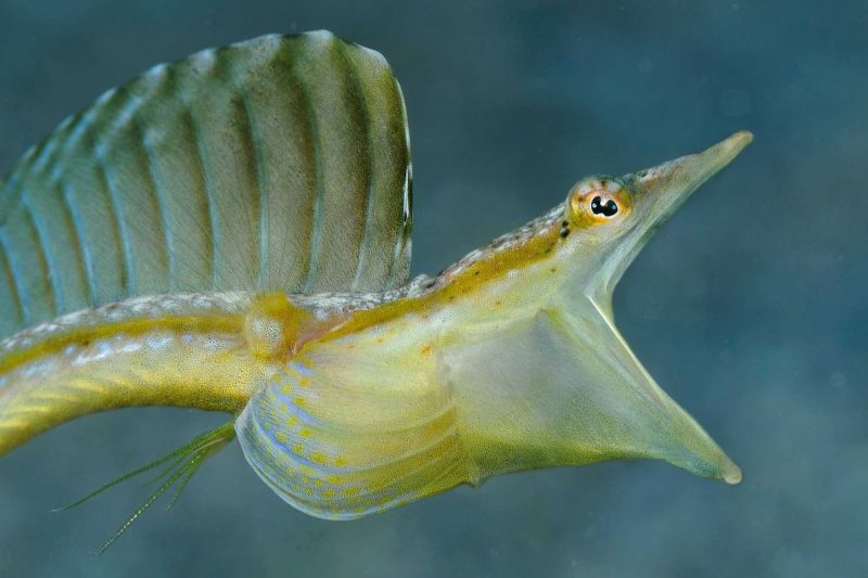 An eel-like fish below the surface of the tropical waters of St. Eustatius.